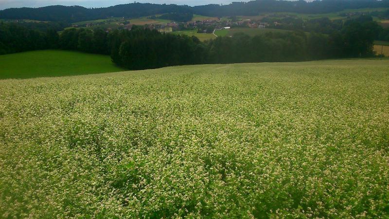 Gr�nland und Acker gesucht